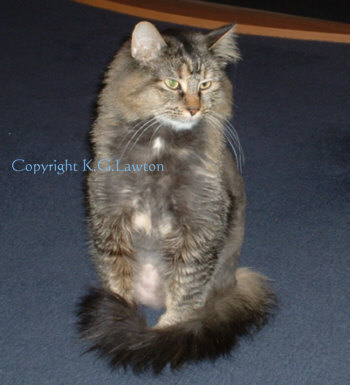 Annie Cat Posing for Painting