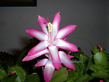 Christmas Cactus