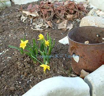 The Crocus, first flowers of spring