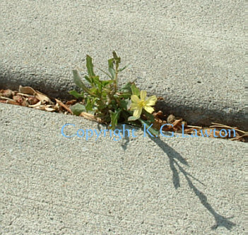 Living In A Crack