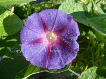 Morning Glory at Sunrise