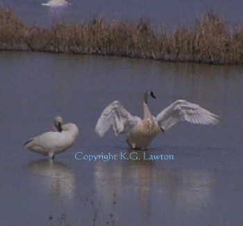 Swans at Sunrise